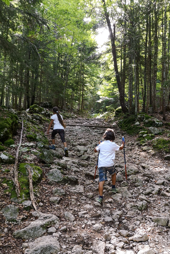 Il sentiero nel bosco